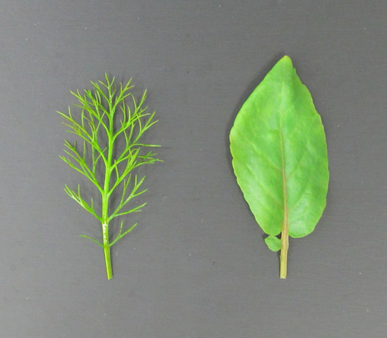 陸上の葉と水中の葉の違い