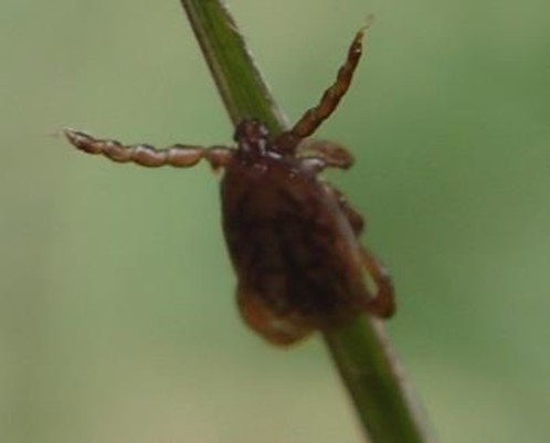 動物を待ち構えるマダニ