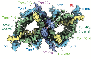 TOM複合体の模式図