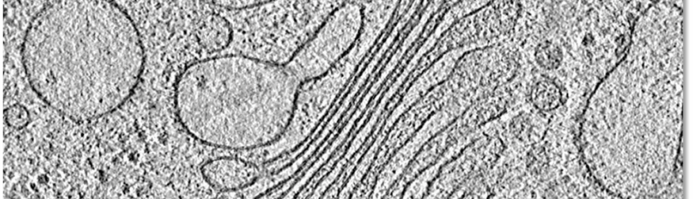 CryoETによる細胞内部のイメージ