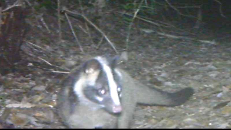 調査地に生息しているハクビシン