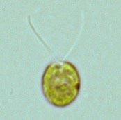 クラミドモナス