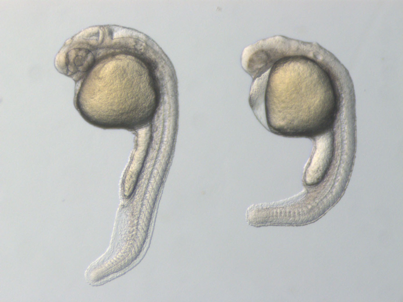 ゼブラフィッシュの研究画像2