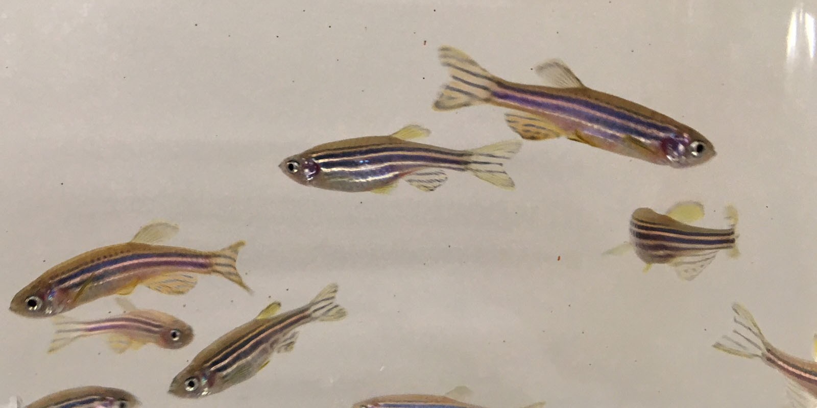 ゼブラフィッシュの研究画像1