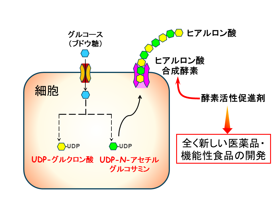 ヒアルロン酸の研究イメージ