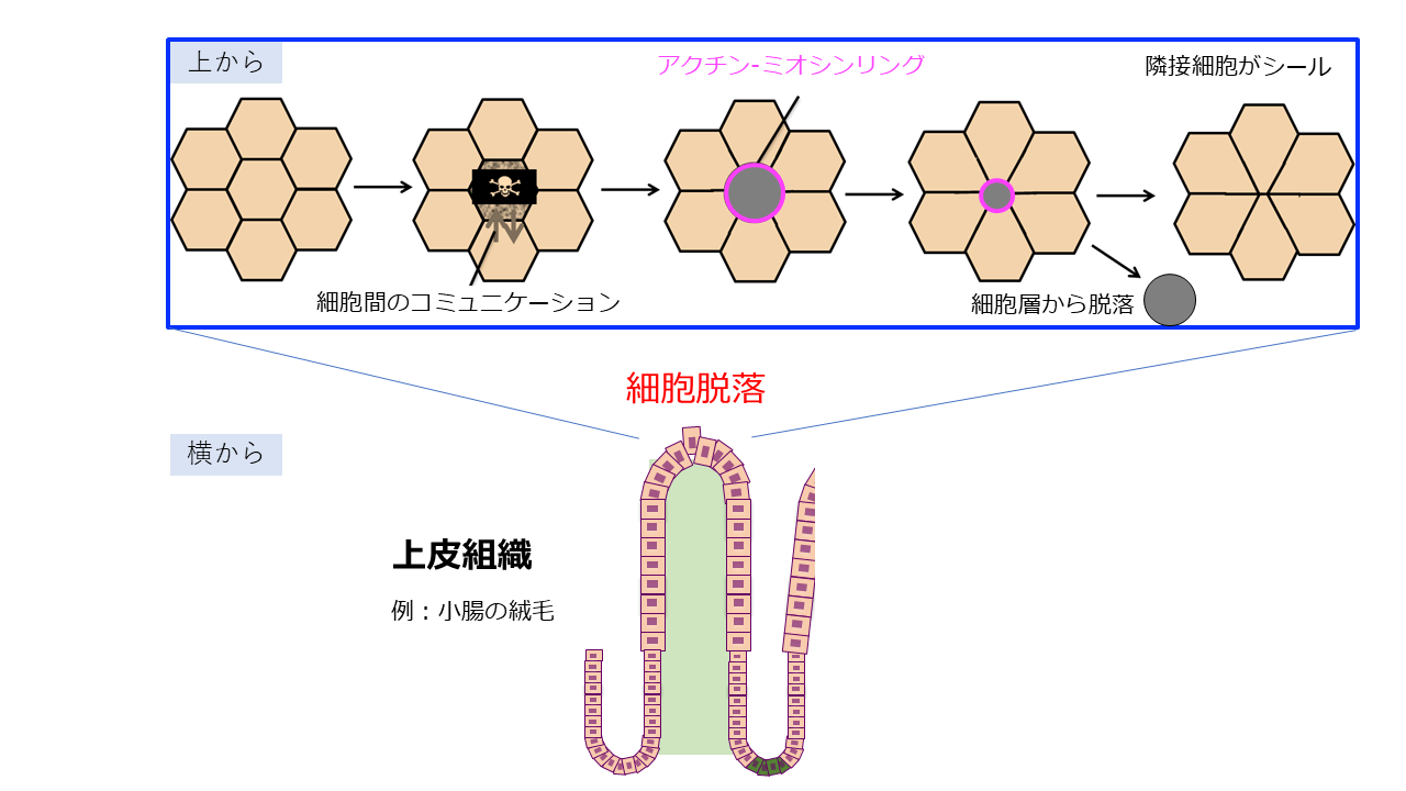 細胞脱落の仕組み