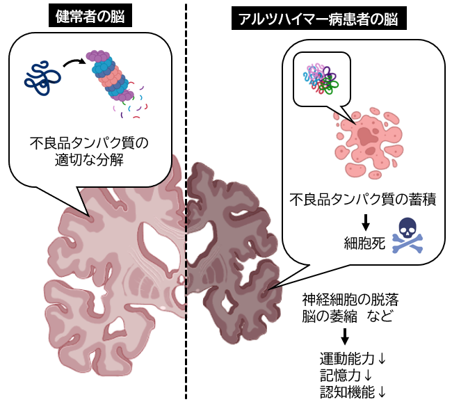 タンパク質品質管理のメカニズム