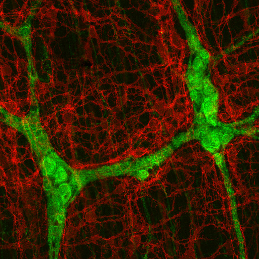 腸神経系とペースメーカー細胞
